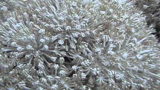 Soft Coral Feeding - Indonesia Scuba Diving - Looks Like Creepy Hands Trying to Grab You screenshot 5