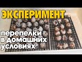 СОЗДАЮ ПЕРЕПЕЛИНУЮ ФЕРМУ ИЗ МАГАЗИННЫХ ЯИЦ