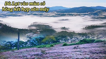 Đi săn mây đồi Đa Phú kết hợp checkin đồi cỏ hồng tuyết Đà Lạt