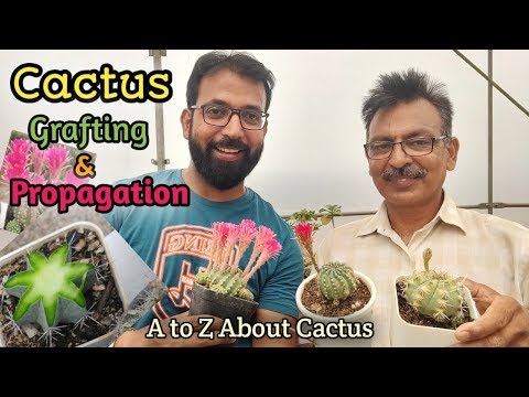 Video: Crește cactusul altoit?