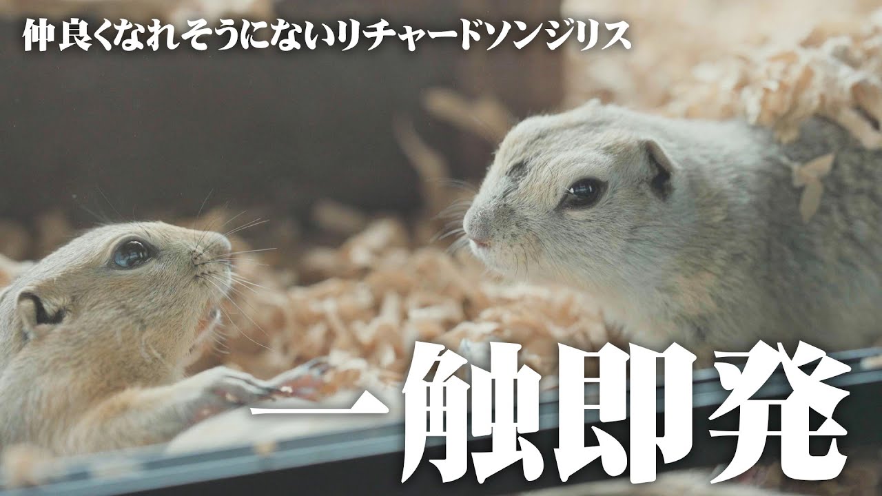 リチャードソンジリス　初対面で喧嘩勃発！【#41 powder keg】