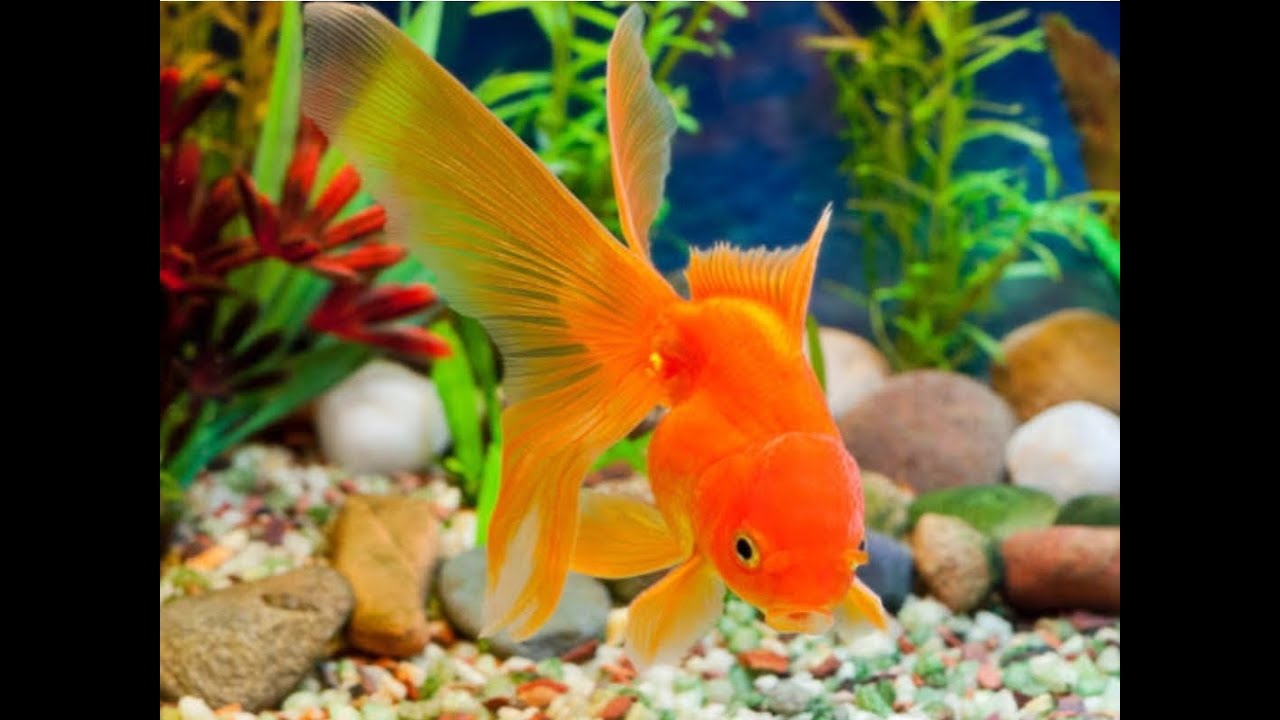Pet fishes , Nemo lookalike, Pet Shrimps YouTube