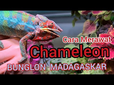 Video: Cara Menjaga Bunglon