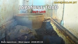 Japanese Toad 24/7 Live Cam 🇯🇵 Bufo japonicus — Real-time Enclosure · West Japan