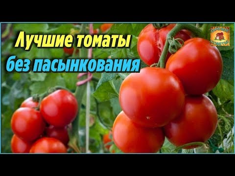 Вопрос: Детерминантные сорта томатов какие виды бывают, какой правильный уход?