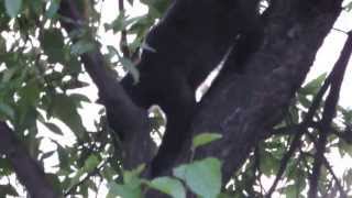 Gato en un arbol. Paseo de la Chopera. Madrid