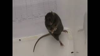 Racine scale for seizure analysis in mice I Epilepsy