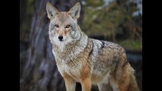 Coyote as a Spirit Guide: What it Means When You&#39;re Seeing Coyotes Everywhere