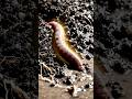 Don't kill Earthworms They are soil savers. #facts #farming #agrifuture #earthworms #soilhealth