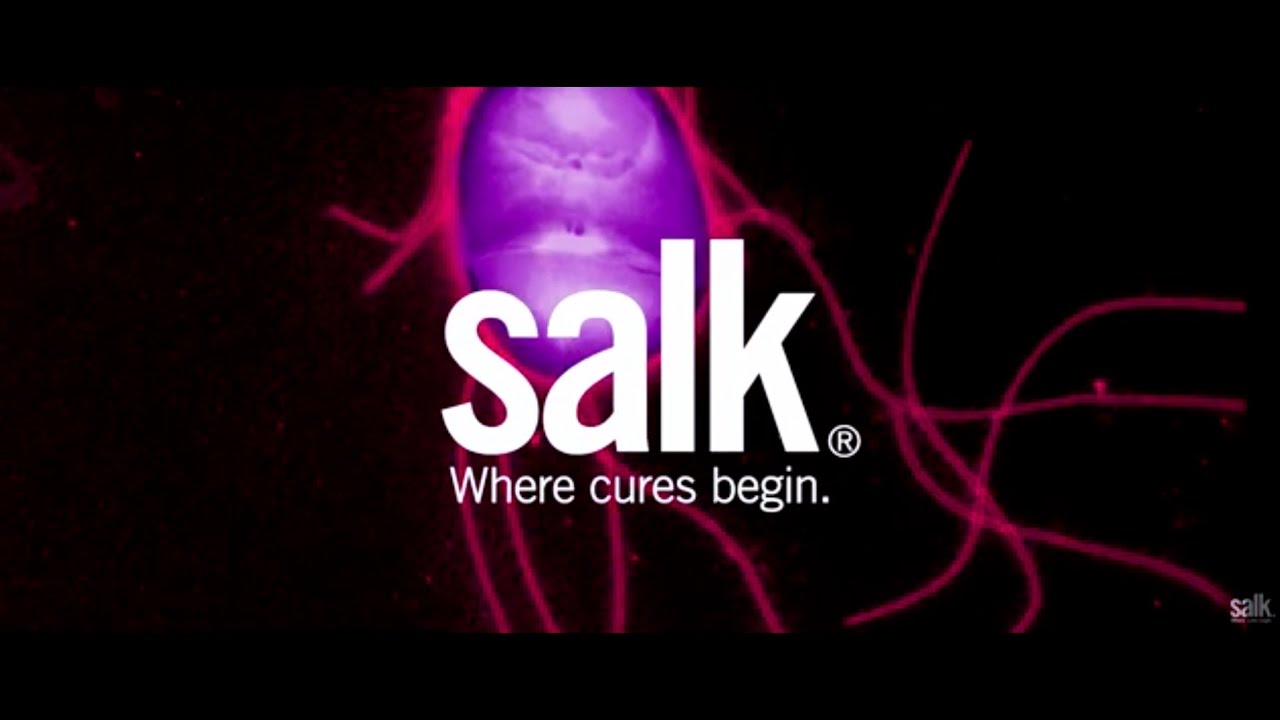 Feed a cold, starve a fever? Not so fast, according to Salk research