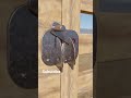 1 | gate lock 🫵 #woodworking #homedecor #unfrezzmyaccount #shorts