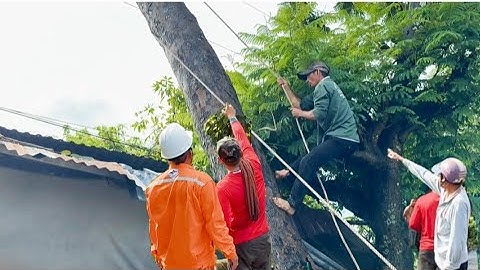 trời mưa gió lớn bậc gốc cây xà cừ ngã vào dây điện thợ cưa lên cưa bỏ #mientaytv 