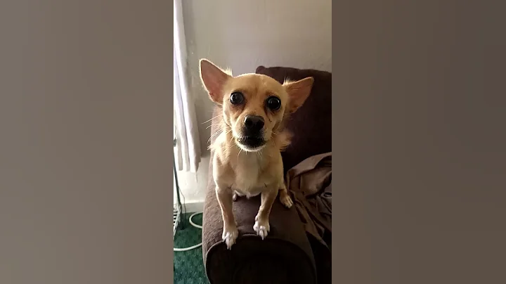 Pedro the puppy sings J-lo