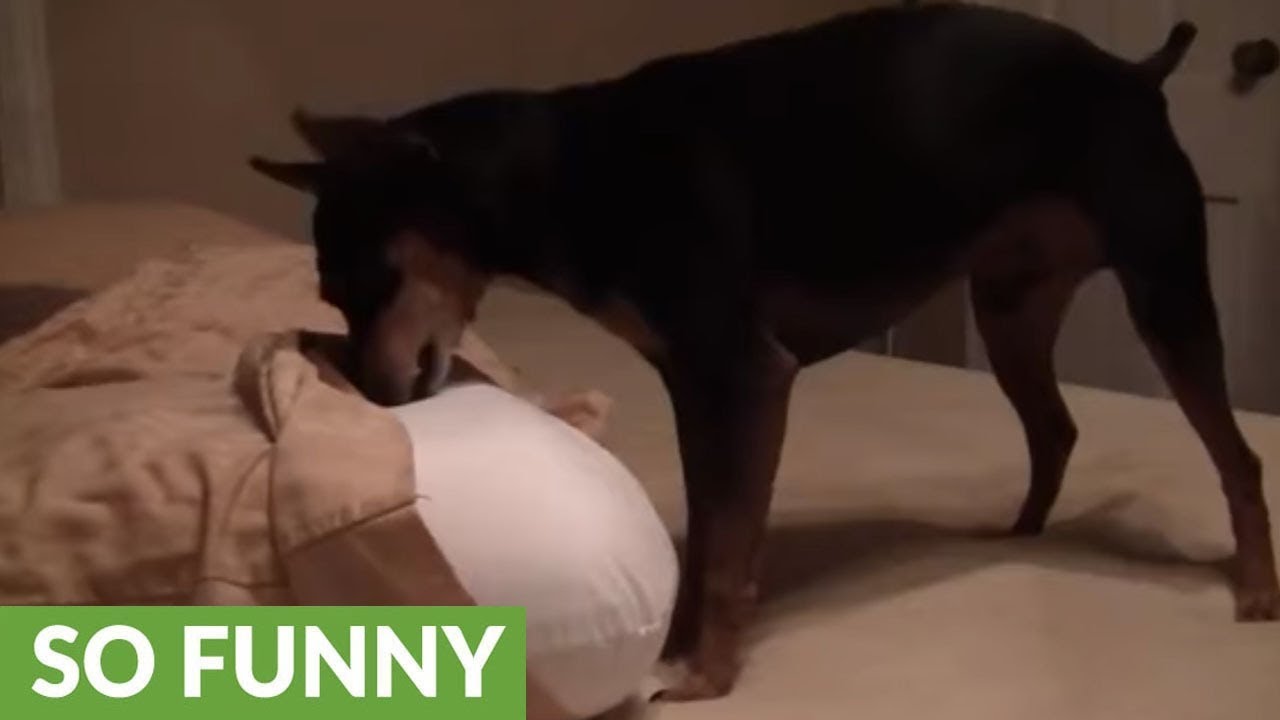 dog ate memory foam pillow