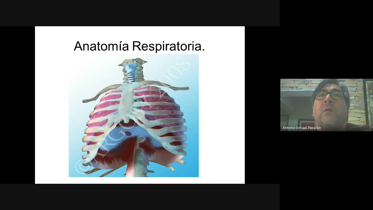 Aparato respiratorio Biologia