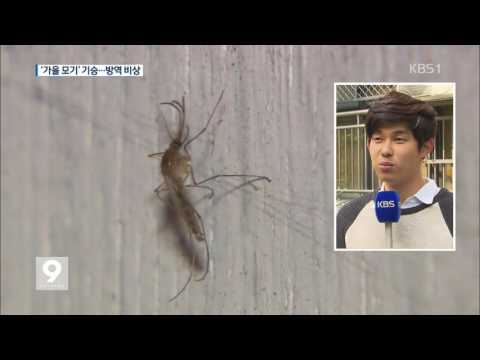 처서 지났는데 ‘가을 모기’ 기승…이유는?