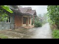 Heavy rain walk in refreshing green village  very calming and cooling  rain sounds for sleeping