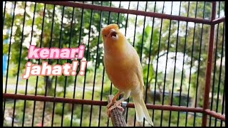 Download Lagu LAWAN AUTO GACOR,MENDENGAR SUARA KENARI JAHAT INI MP3