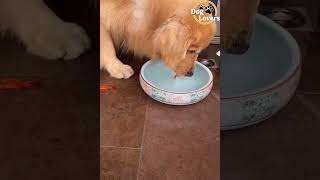 Dog And Fish Friends | Dog And Fish Video | Dog And Fish Friendship | Golden Retriever Dog Puppy