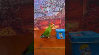 Bird Training  Smart Lovebird Parrot  Smart Little Cute Parrot #Training #Smartparrot #Cute