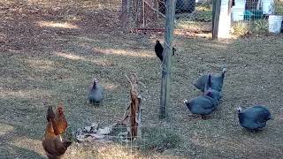 Get a Guinea fowl on your team