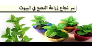 طرق تكاثر نبات النعناع في البيت والبلكونه والاسطح