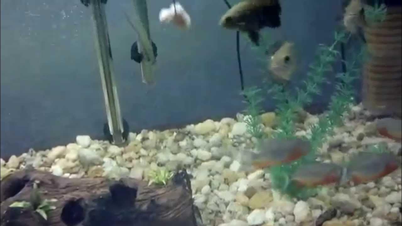 Piranha vs oscar se alimentando YouTube