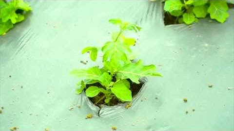 Vùng cà gai leo Tuệ Linh đạt tiêu chuẩn quốc tế dược liệu sạch GACP – WHO