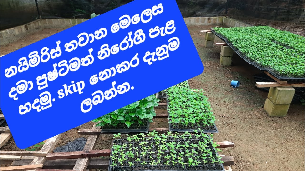නයිමිරිස් බීජ තවාන් දැමීම පිළිබඳ සවිස්තරාත්මක ප්‍රායෝගික විග්‍රහයක්...