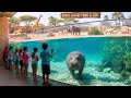 Dubai Safari Park Zoo Tour Dubai S Largest Wildlife Park With 3000 Animals 4K HDR Video