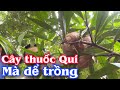 Cây thuốc Quí mà dể trồng trị các bệnh ngoài Da, bong gân trật khớp. PHAN HẢI Channel