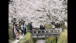 「京の桜」哲学の道（京都市）の桜