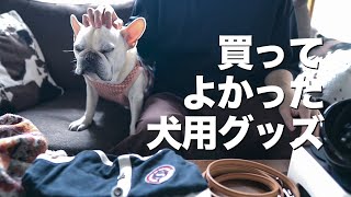 【犬用グッズ】フレンチブルドッグこたつの服や首輪 便利アイテムやケア用品など紹介します