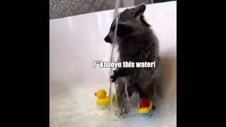 Raccoon vs Bath