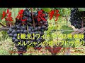 【観光】メルシャン桔梗ヶ原ワイナリー収穫体験 Grape picking for wine, Mercian Kikyogahara winery, Nagano pref