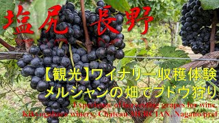 【観光】メルシャン桔梗ヶ原ワイナリー収穫体験 Grape picking for wine, Mercian Kikyogahara winery, Nagano pref