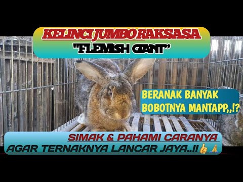 KELINCI RAKSASA FLEMISH GIANT @natani ternak 