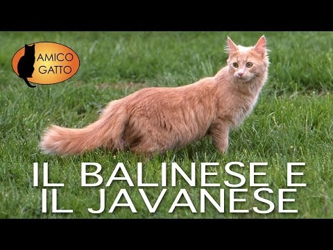 Video: Razze Di Gatti: Balinese