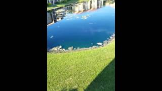 Lacosta apt Naples fl. .act 2