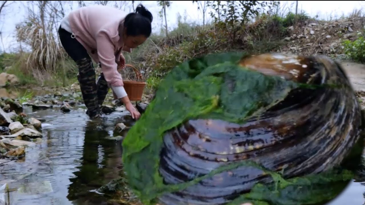 😱 Freshwater giant clams found precious and charming pearls in the stone piles of the riverbed