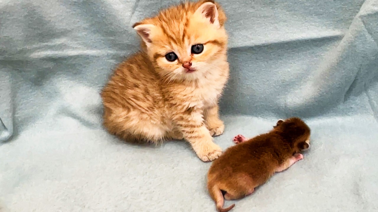 Котенок не знает что делать с новорожденным малышом.