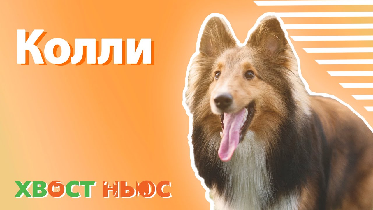 Все о породе колли