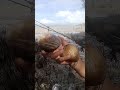 #seafoods #shell yummy