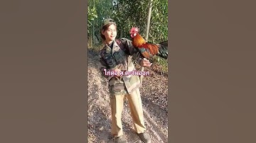 ไก่ป่า ไก่ต่อไก่ป่า ไก่ต่อ ส ตะวันออก