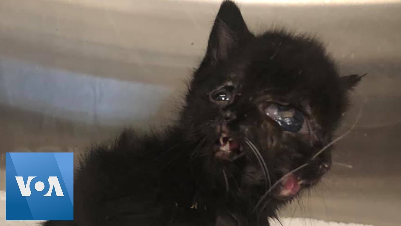 Tiny Black Kitten Born With 2 Faces 