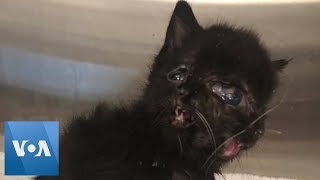 Tiny Black Kitten Born With 2 Faces Youtube Tiny Black Kitten Born With 2 Faces Youtube