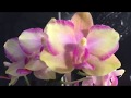 Роскошная орхидея  Тайсуко Джаспер и видео от моих подписчиков!)