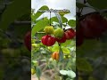 Eco tour de frutas exóticas #shortsviral
