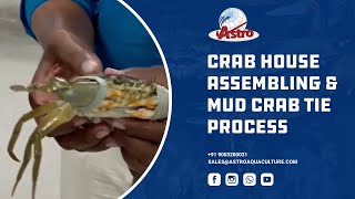 Crab House Assembling & Mud Crab Tie Process