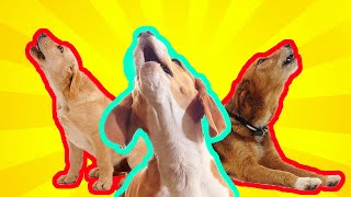 Dogs Howling Sound FX To Make Your Dog REACT | 37+ Breeds Including Yours